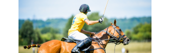 POR QUÉ SON CAROS LOS CABALLOS DE POLO?