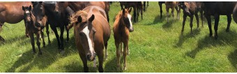 Guía Definitiva para Comprar un Poni de Polo
