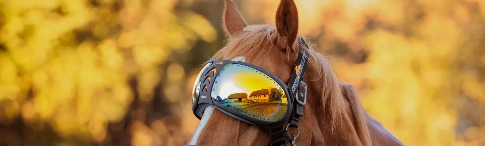 Gafas de caballo
