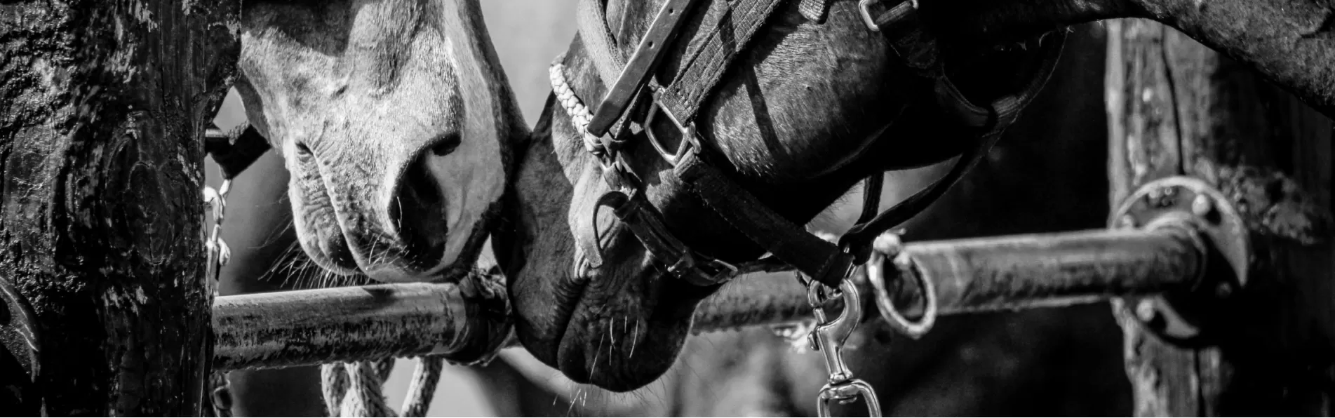 image/cache/wp/gp/blog/banner%203/polo-belts-in-argentine-leather-1903x596.webp image/cache/wp/gp/blog/banner%203/polo-belts-in-argentine-leather-1903x596.webp